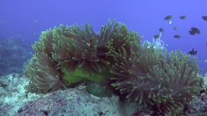 0767_clownfishes green sea anemone opening