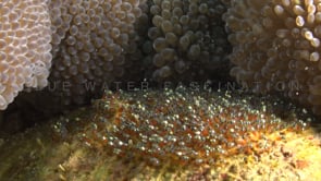0769_clark anemonefish eggs