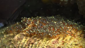 0768_Clark anemone fish fanning eggs
