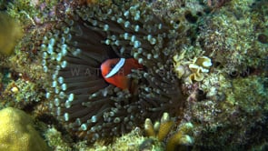 0771_tomato anemonefish