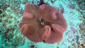 0770_clark anemone fish top view
