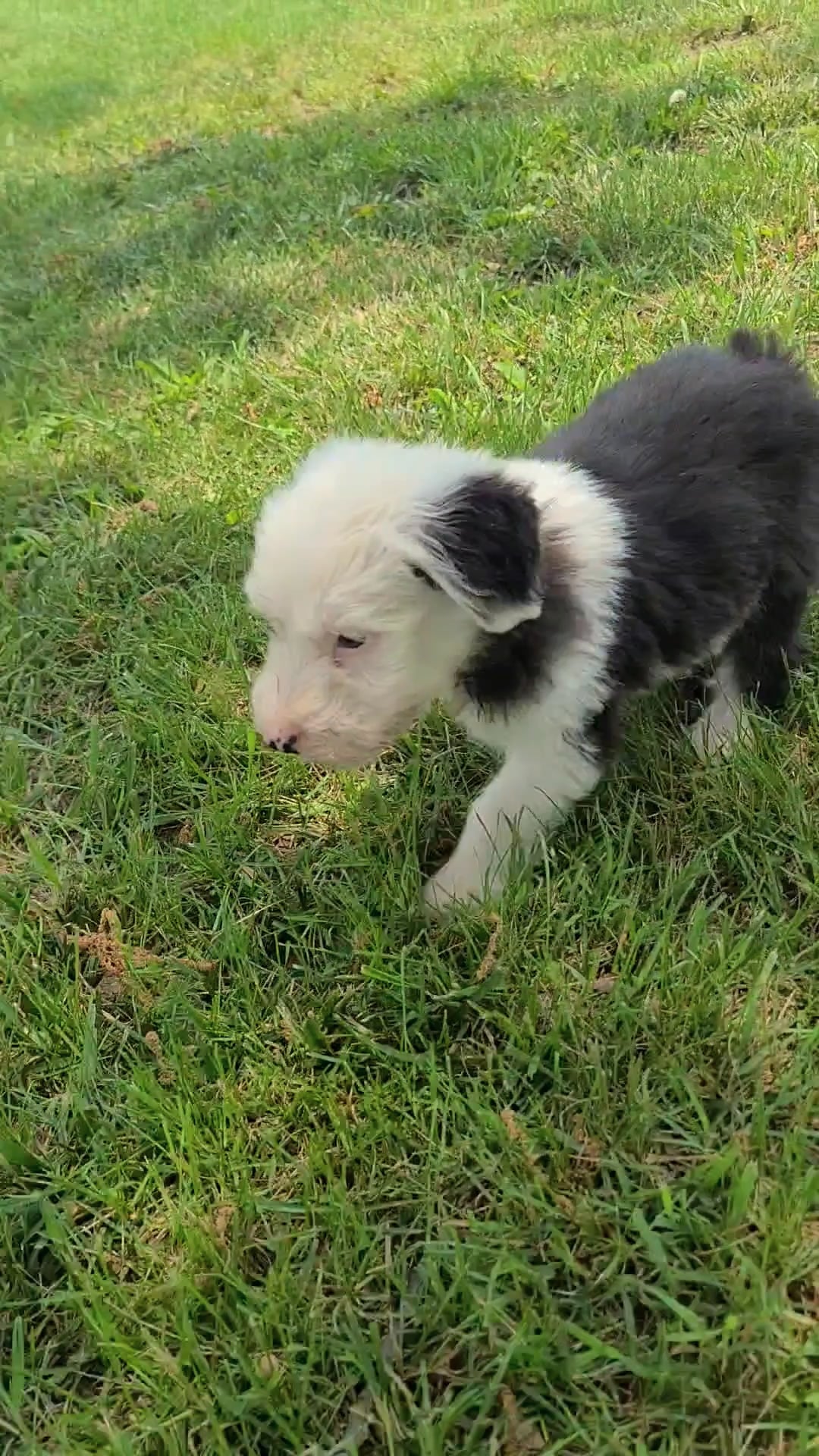 Old English Sheepdog puppy for sale on Vimeo