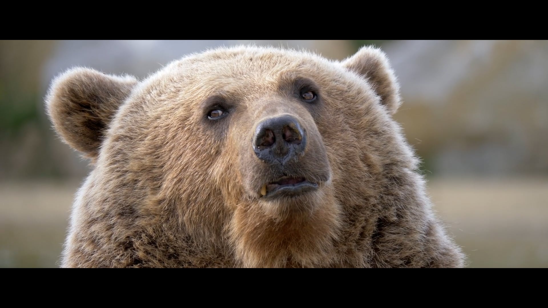ZOO DE LA BOISSIERE DU DORE - Présentation