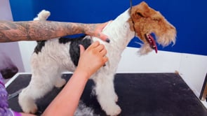 Hand Stripping for Competition Tips (Microbite)