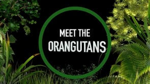 Step Into the Wild: Meet the Orangutans