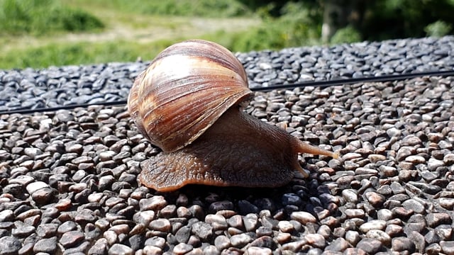 Snail, Snail Moving, Wildlife. Free Stock Video - Pixabay