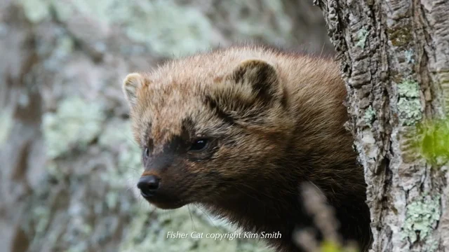 What Do Fisher Cats Eat? - A-Z Animals