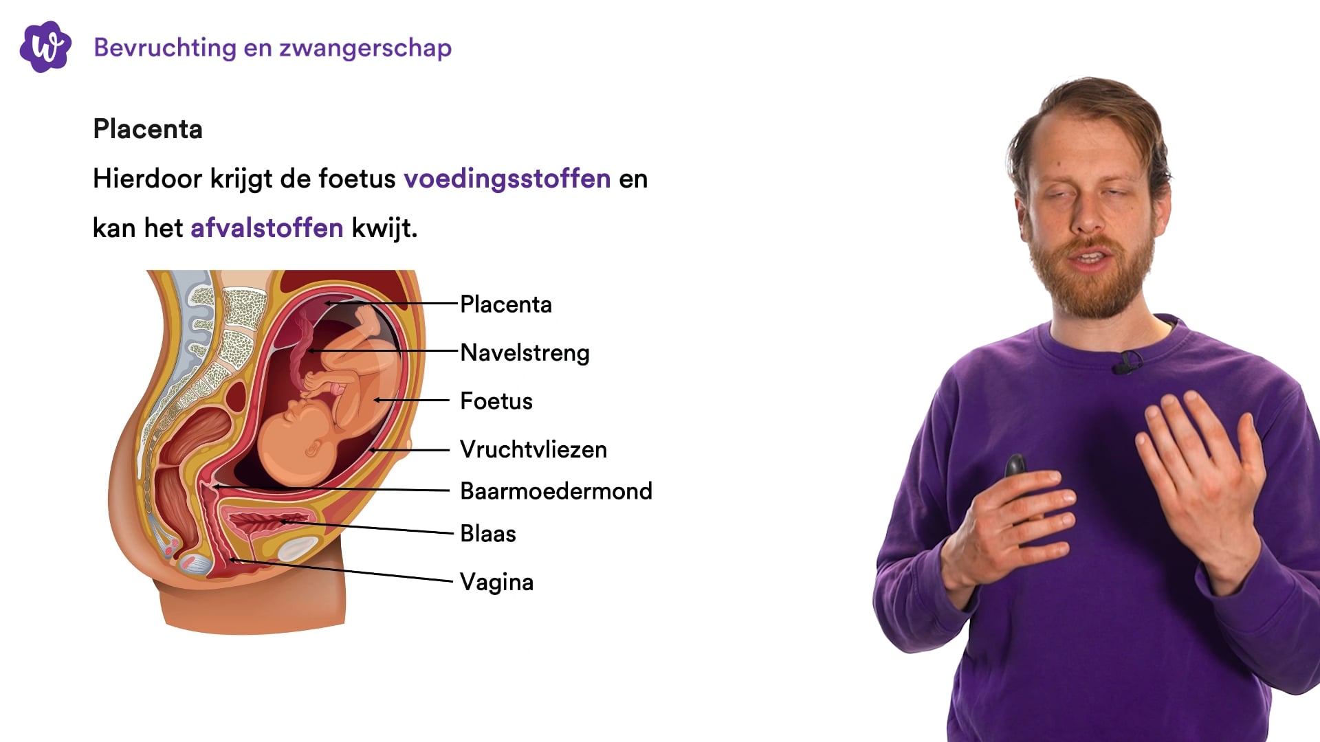 Bevruchting en zwangerschap StudyGo