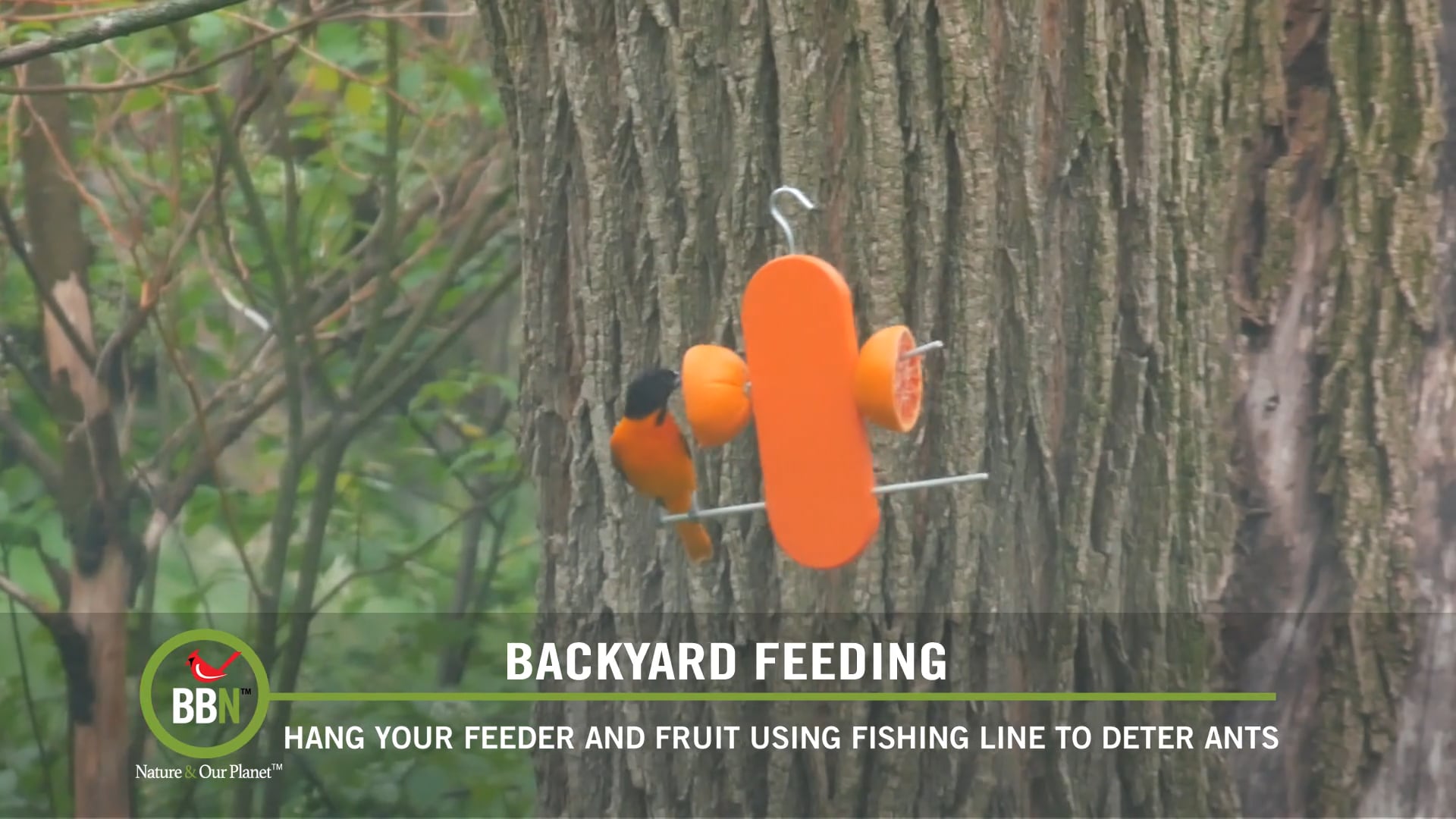 BBN 711 Fishing Line to Deter Ants, Leaves for Compost, Shade for