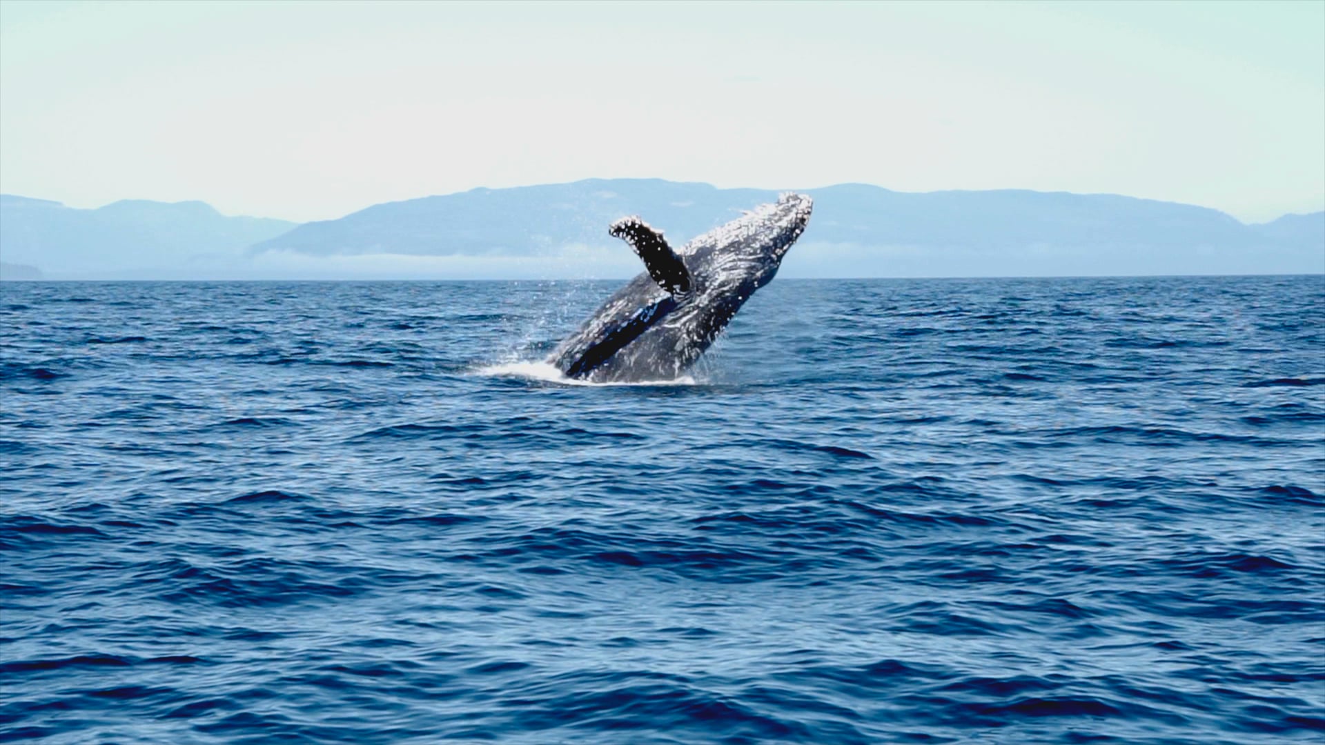 Orca Spirit Adventures | Port Renfrew