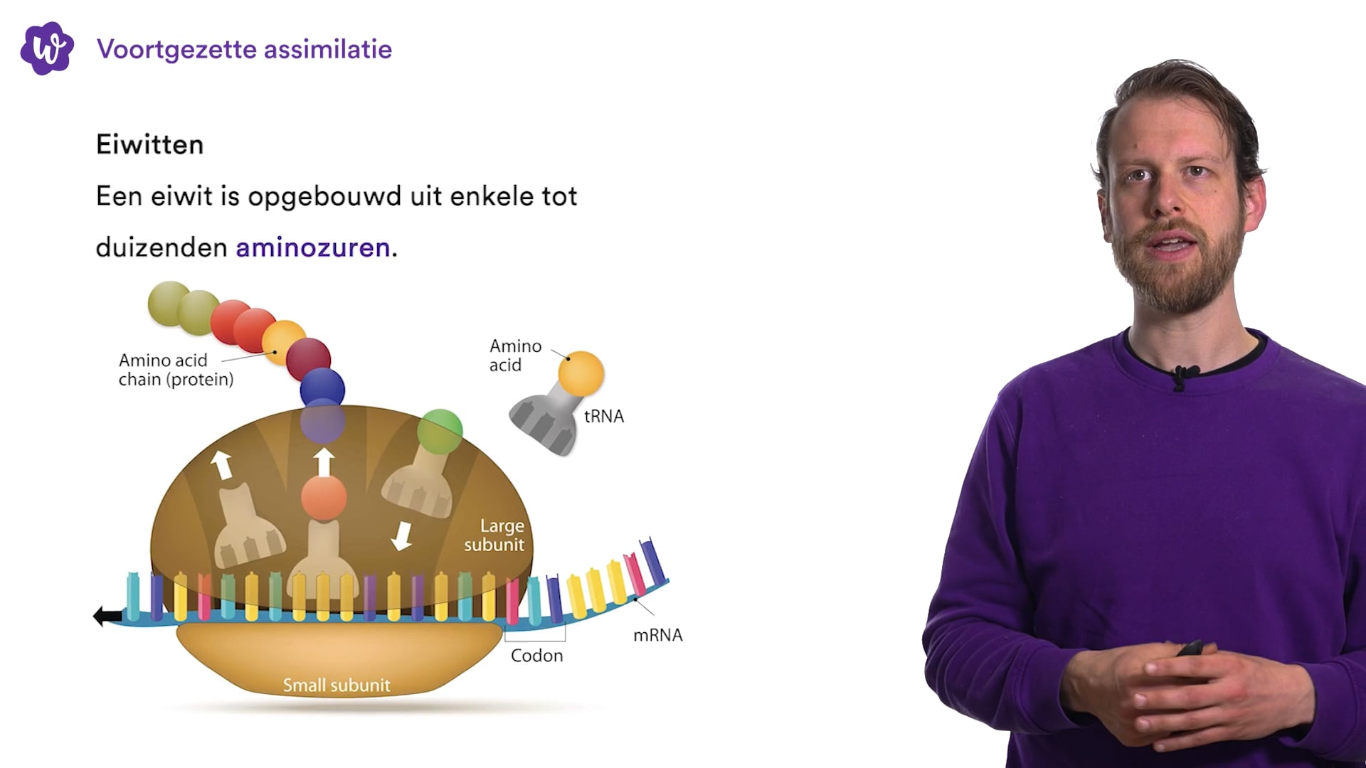 Oefen Met Stofwisseling In De Cel Uit Biologie Voor Jou / Bvj – 5 Havo ...