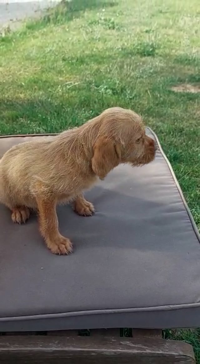 video Wire Haired Hungarian Vizsla Girl