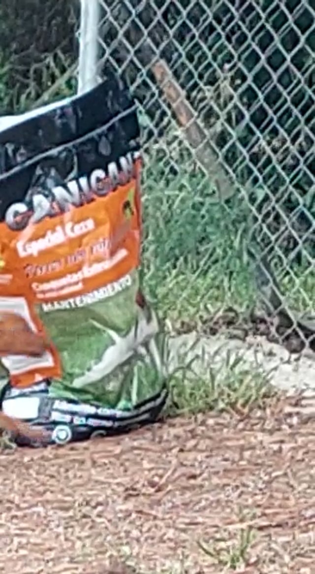 video Hungarian Vizsla Girl – March 2023