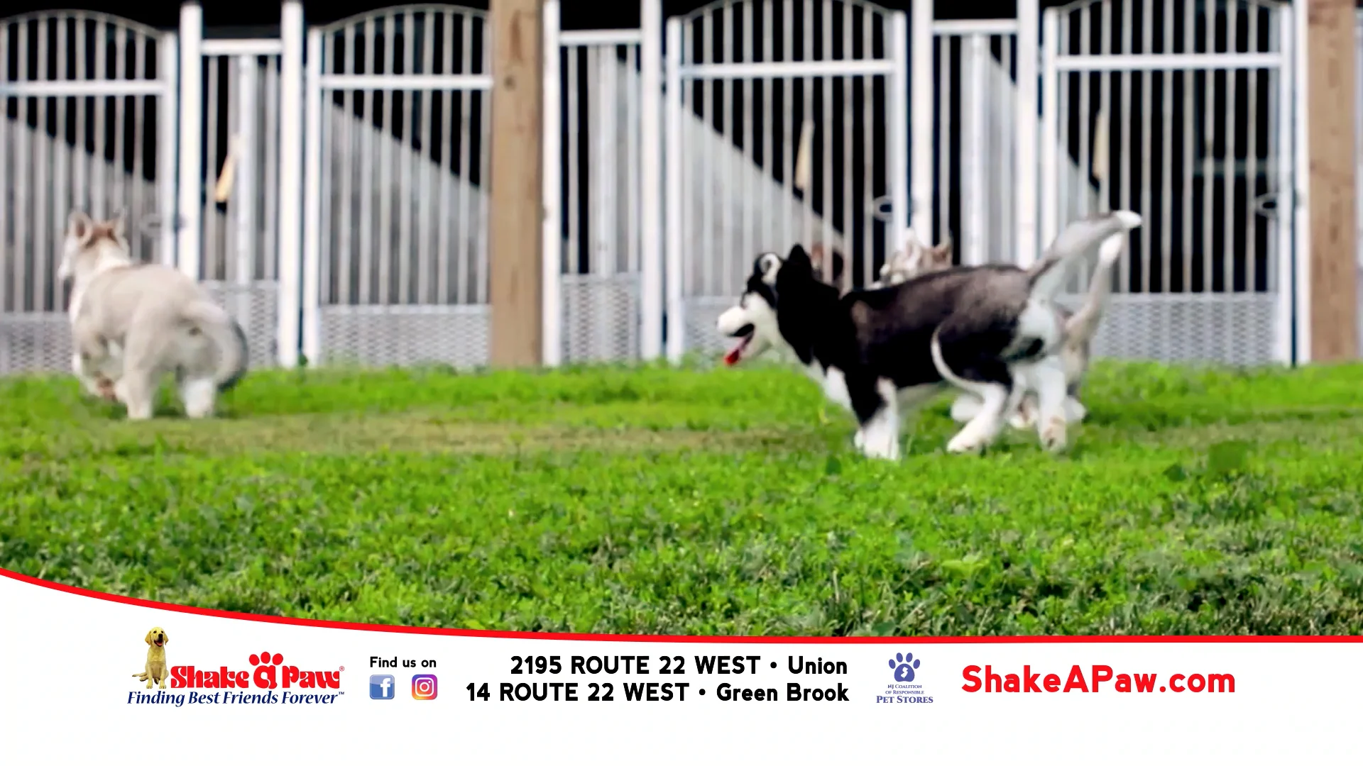 Shake A Paw on Vimeo