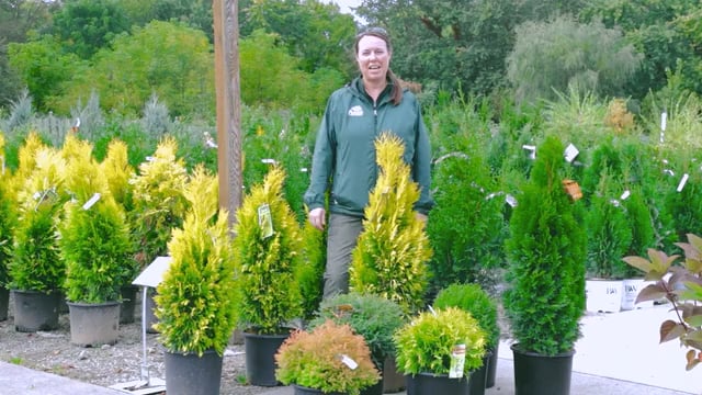 Growing Arborvitae  Tree + Shrub Varieties Perfect for Evergreen Color