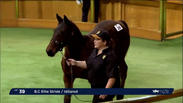 NZB Standardbred 2023 Weanling Sale - Lots 31 - 48