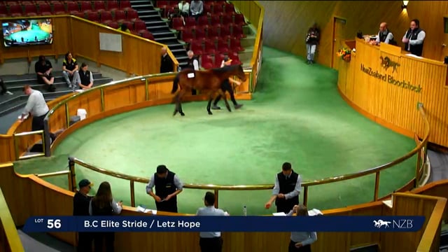 NZB Standardbred 2023 Weanling Sale - Lots 56 - 64