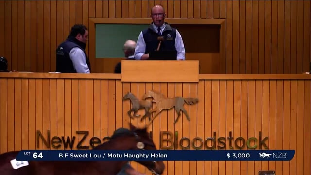 NZB Standardbred 2023 Weanling Sale - Lots 64 - 74