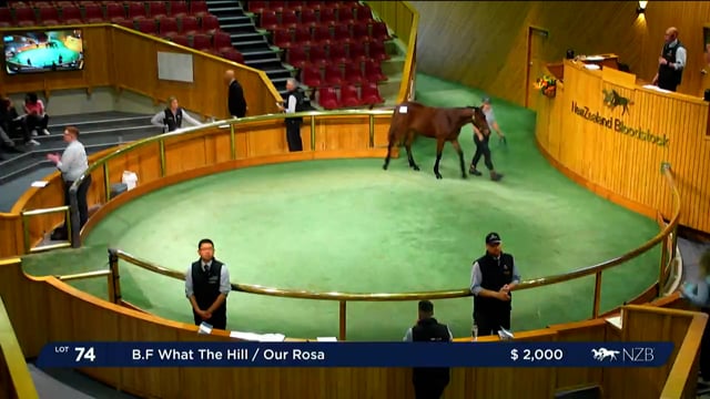 NZB Standardbred 2023 Weanling Sale - Lots 74 - 82