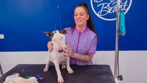 Related Embedded Video Item Thumbnail