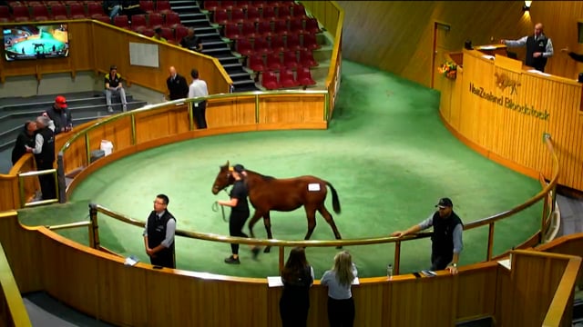 NZB Standardbred 2023 Weanling Sale - Lots 91 - 98