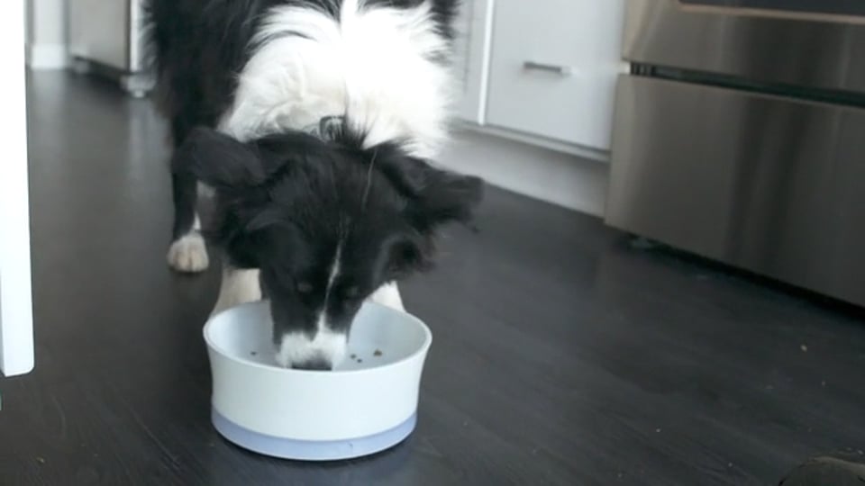 ET_IinAction_ObePetFeeding