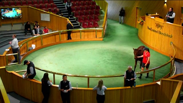 NZB Standardbred 2023 Weanling Sale - Lots 114 - 121