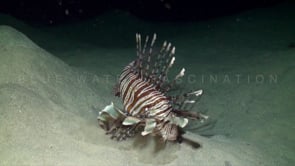 0717_Lionfish catching fish at night spitting sand