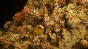 0723_Lionfish and butterflyfish