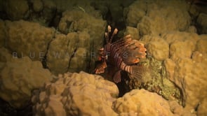 0724_Lionfish Red Sea