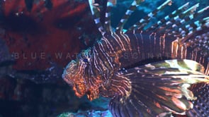 1663_Lionfish close up