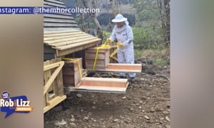 Bee Therapy