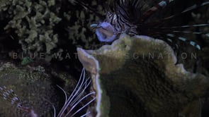 0583_Lionfish with prey in mouth