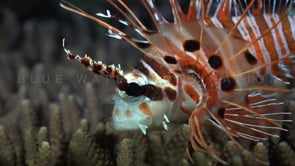 0594_Lionfish close up side view