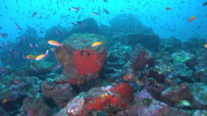 1662_Two Lionfish on reef