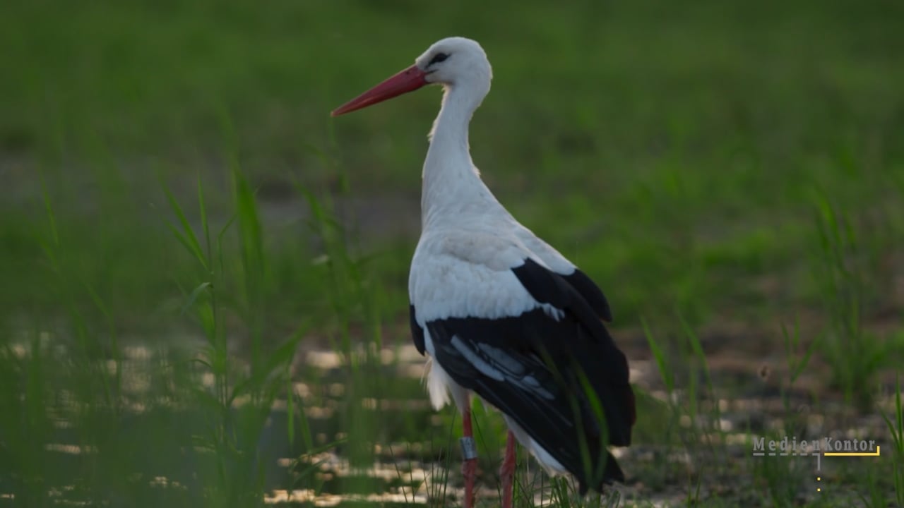 ARTE - Alsace, Land of Storks