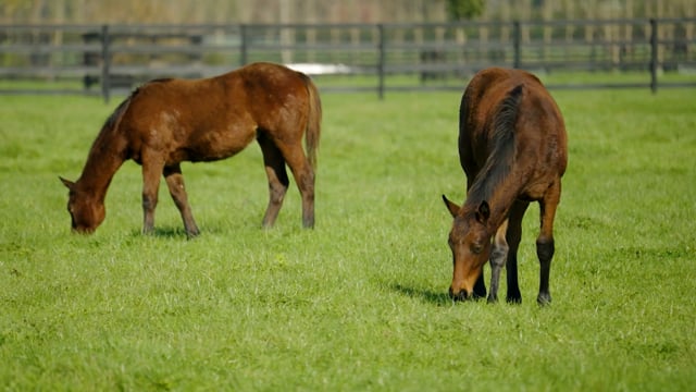 Freshman Sire - Hello Youmzain | Cambridge Stud