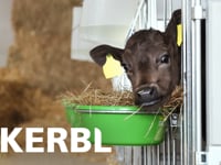 Die neuen modularen K&amp;auml;lberboxen von Kerbl bieten Ihnen gr&amp;ouml;&amp;szlig;tm&amp;ouml;gliche Flexibilit&amp;auml;t und Arbeitswirtschaftlichkeit.  Die Boxen lassen sich&amp;hellip;