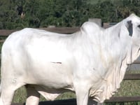 Lote 34