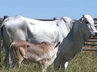 Lote 116