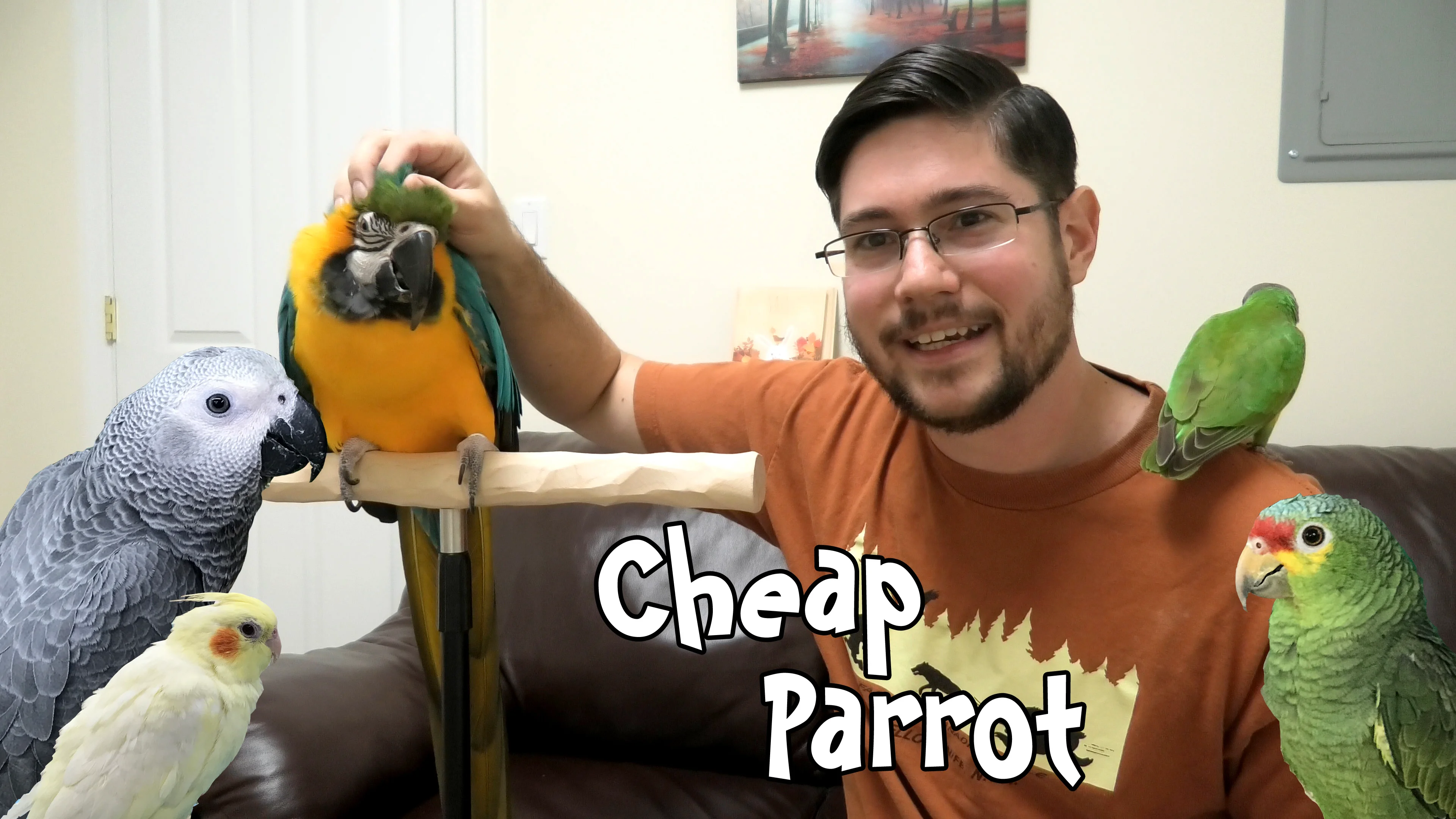 Cheap parrots discount