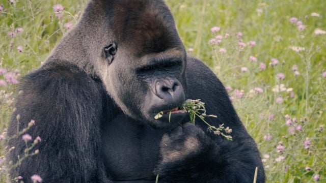 Macaco Sagui comendo banana Stock Photo