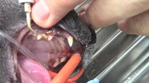 Are you Missing FORLs in Your Cat?