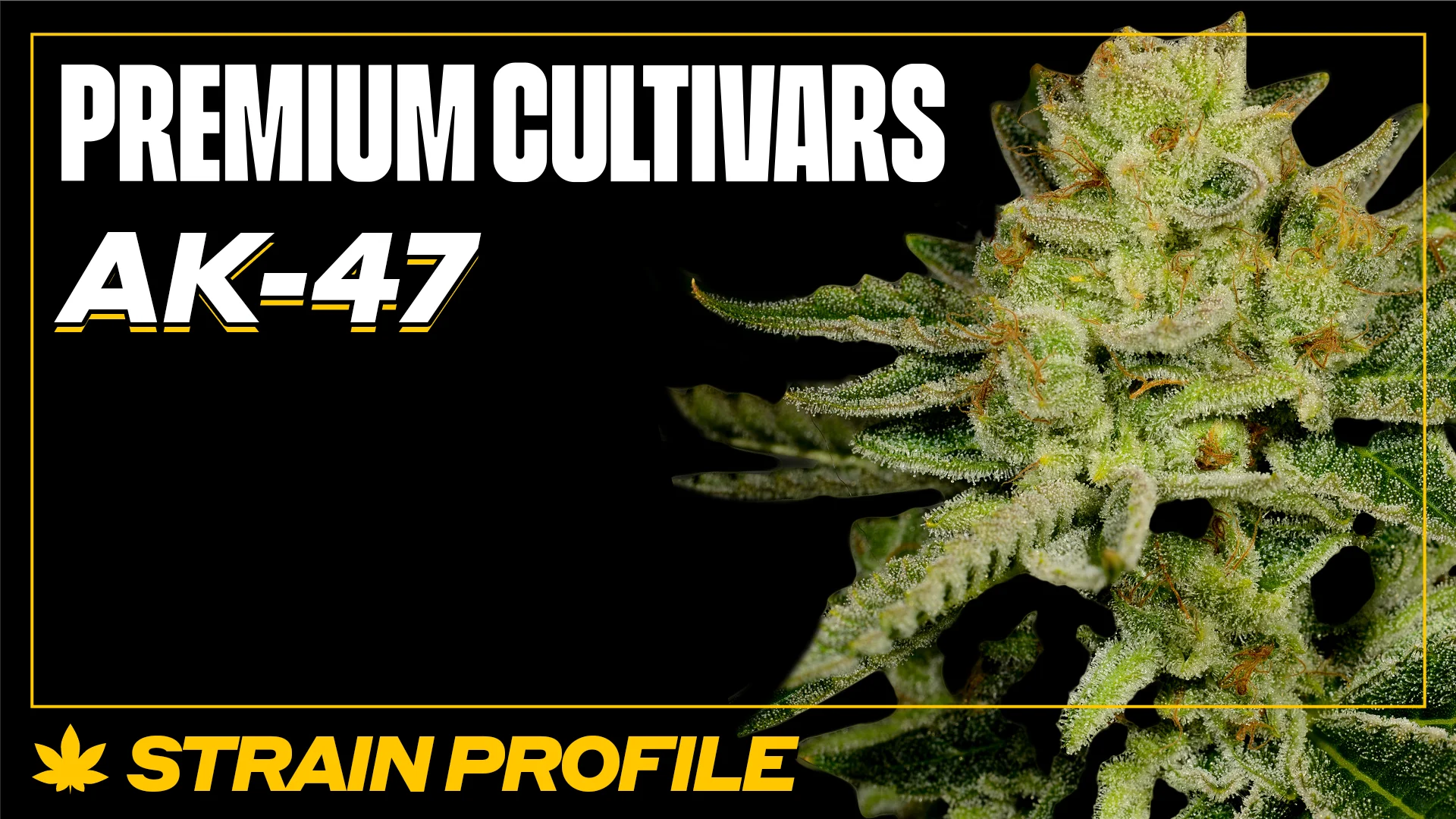 AK-47 Strain Info | Premium Cultivars