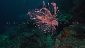 0702_lionfish turning on reef