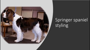 Springer spaniel in a breed trim