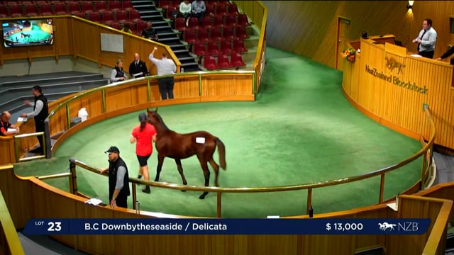 NZB Standardbred 2023 Weanling Sale - Lot 24 - 31