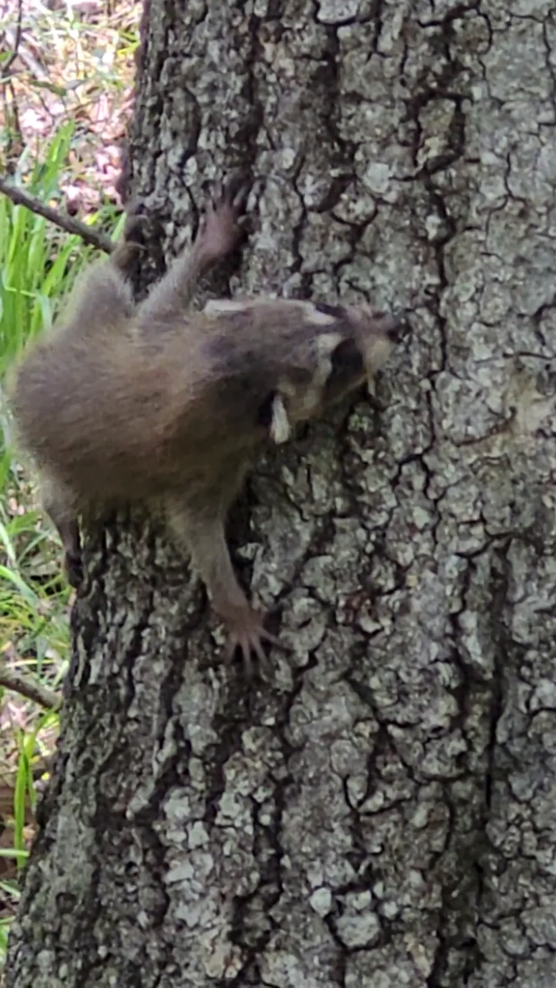 Baby Raccoon chirping-crying on Vimeo