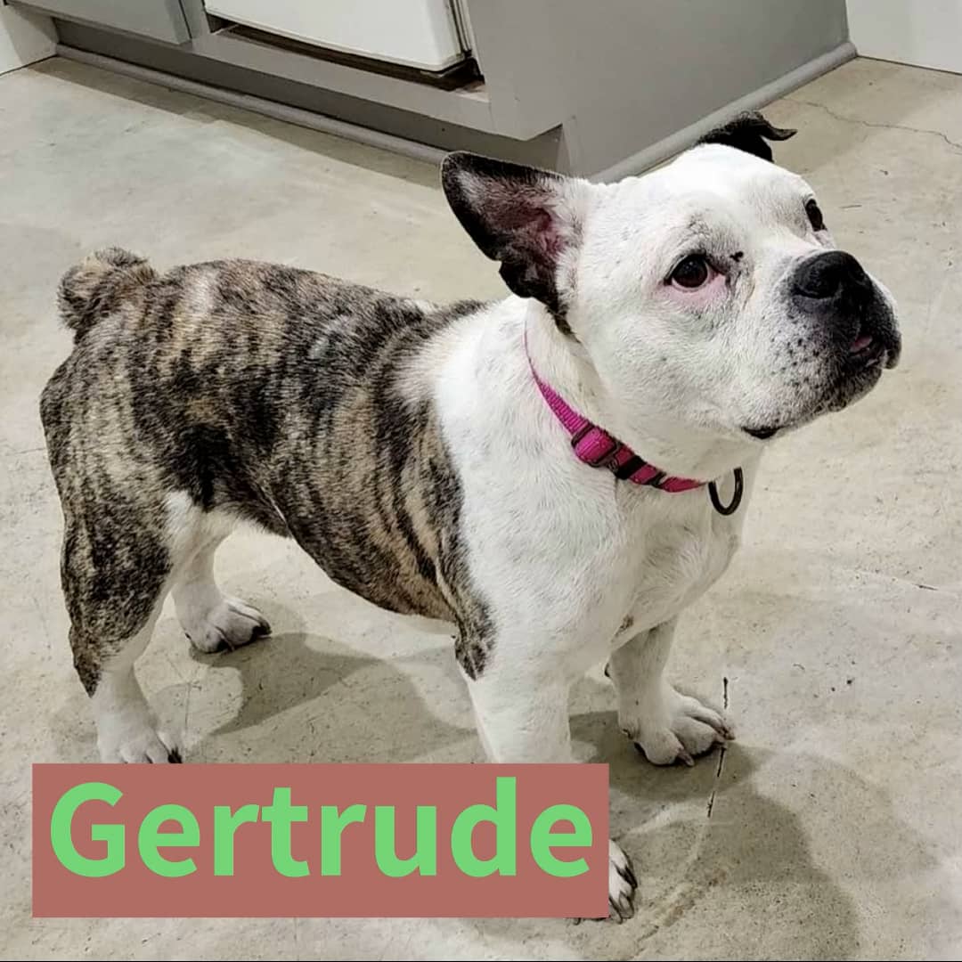 Newest Dogs on Vimeo