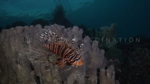 0267_Lionfish on coral reef